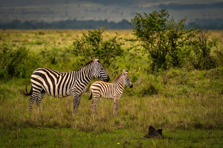 091 Masai Mara, zebra.jpg